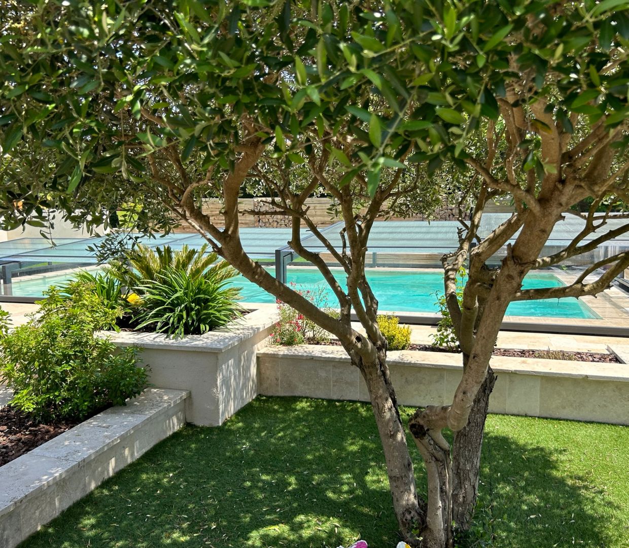 Piscine fermée avec un abri de piscine replié et un olivier