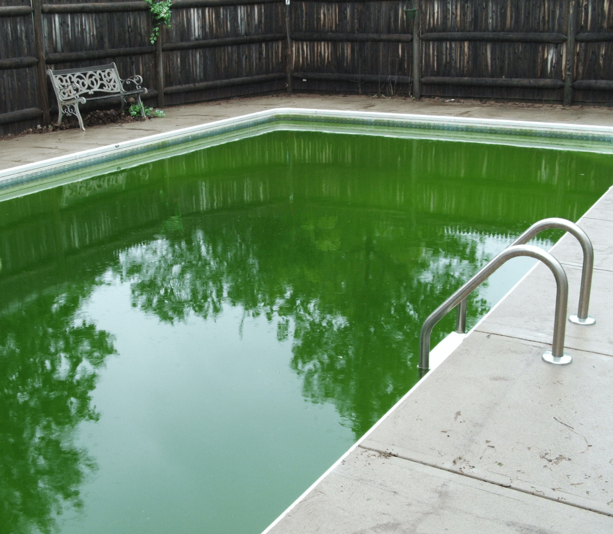 algues piscine verte